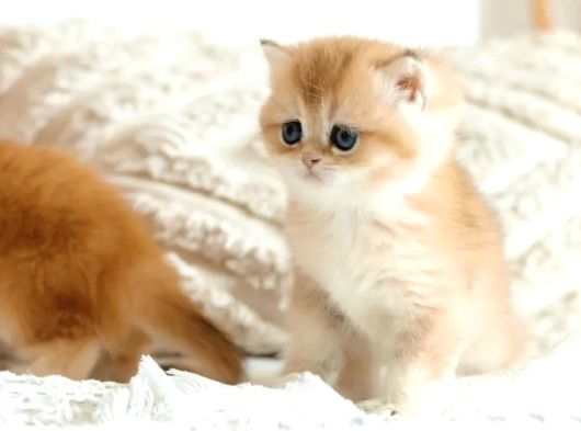 British Shorthair Golden Bebekler görsel