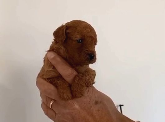 Mi Poodle Bebeklerimiz Için Acele Edin
