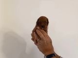 Mi Poodle Bebeklerimiz Için Acele Edin
