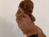 Mi Poodle Bebeklerimiz Için Acele Edin