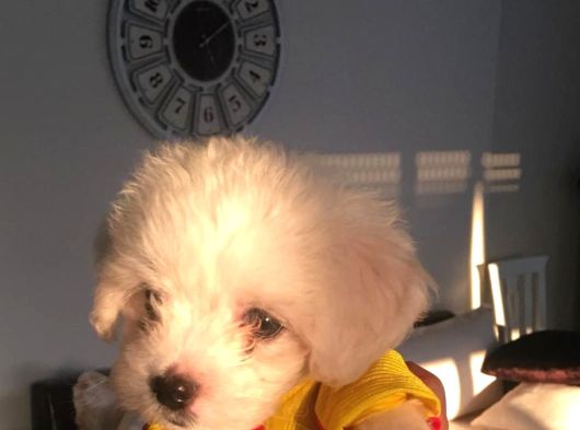 Orjinal Teacup Kore Maltes Terrier Yavruları görsel