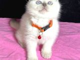 Ev ortamından blue point bebe