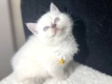 Ev Ortamından Blue Point Bebe