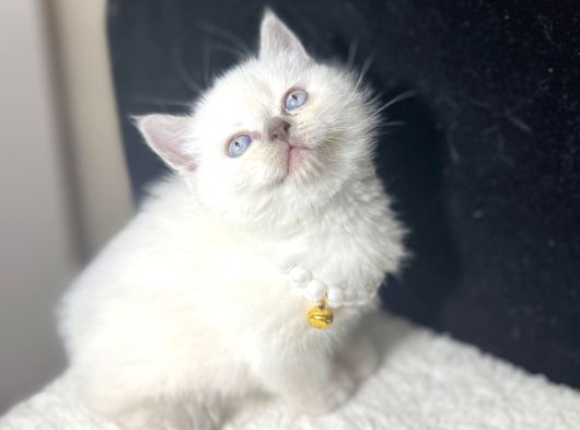Ev Ortamından Blue Point Bebe görsel