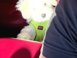 Malties Terrier