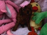 Toy Poodle Red Brwon Yavrular