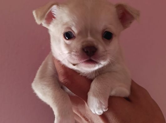 Chiuchuahua 0 Boy  Yavrular görsel