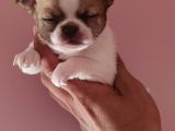 Chiuchuahua 0 Boy  Yavrular