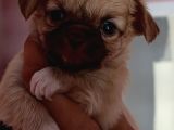 Chiuchuahua 0 Boy  Yavrular