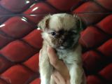 Chiuchuahua 0 Boy  Yavrular