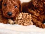 Minik Sevecen Safkan Toy Poodle Yavruları