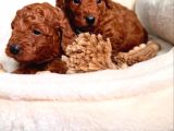 Minik Sevecen Safkan Toy Poodle Yavruları