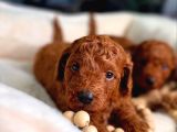 Minik Sevecen Safkan Toy Poodle yavruları