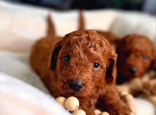 Minik Sevecen Safkan Toy Poodle Yavruları