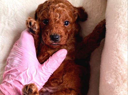 Minik Sevecen Safkan Toy Poodle Yavruları görsel