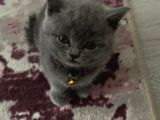 Tatlimi Tatli Bri̇ti̇sh Yavrularimiz