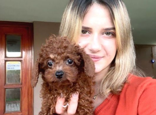 Toy Poodle Yavruları Bursa Köpek Okulu
