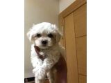 Xs Maltese Bebekler