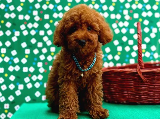 Red Brown Toy Poodle