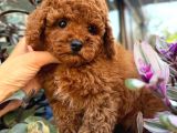 TOY POODLE IRK VE SAĞLIK GARANTİLİ