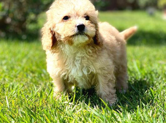 Maltipoo Yavruları Sizleri Bekliyor görsel