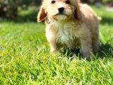 Maltipoo Yavruları Sizleri Bekliyor