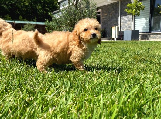 Maltipoo Yavruları Sizleri Bekliyor