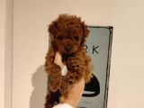 tatlı toy poodle bebeklerim