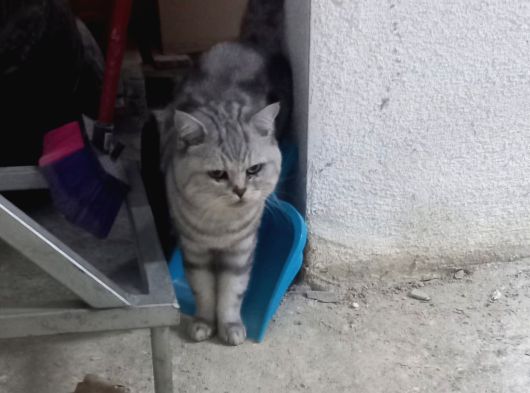 Çok Çok Acil Evden Atılmış Cins Kediye Yuva