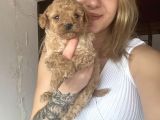Toy Poodle Yavruları Bursa Köpek Okulu