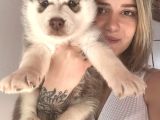 Bursa Köpek Okulundan Sibirya Kurdu Yavruları