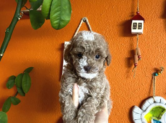 Yılbaşı Kurabiyesi Güzel Yüzlü Toy Poodle Yavru