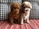 Yılbaşı Kurabiyesi Güzel Yüzlü Toy Poodle Yavru