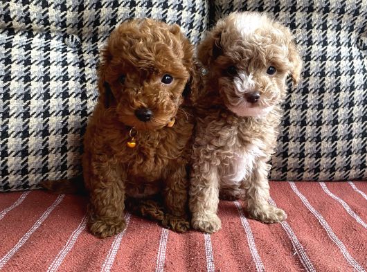 Yılbaşı Kurabiyesi Güzel Yüzlü Toy Poodle Yavru görsel
