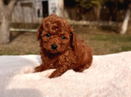 Kore Kan Red Brown Mini Toy Poodle görsel