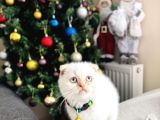 Scottish Fold Red Point