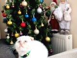 Scottish Fold Red Point