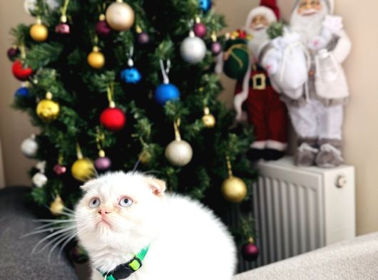 Scottish Fold Red Point görsel