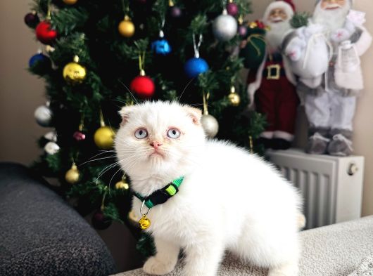 Scottish Fold Red Point