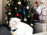 Scottish Fold Red Point