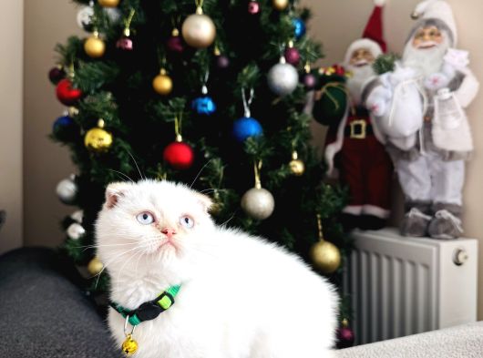 Scottish Fold Red Point görsel