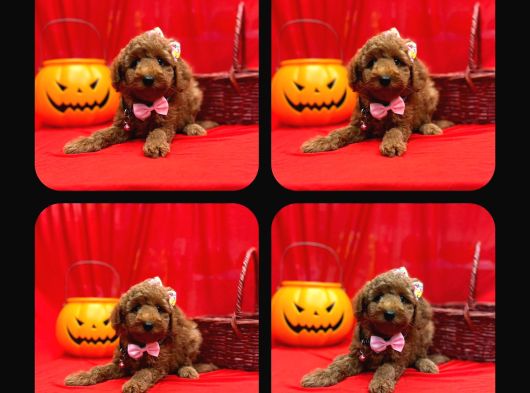 Red Brown Toy Poodle görsel