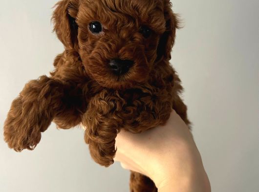 Toy Poodle Red Brwon Yavrular görsel