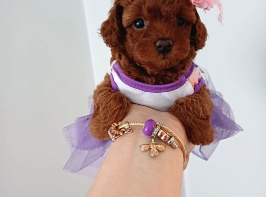 Toy Poodle Red Brwon Yavrular