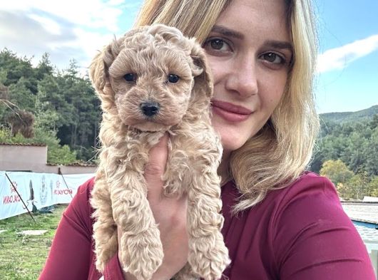 Toy Poodle Yavruları Bursa Köpek Okulu görsel