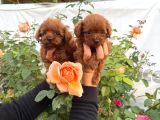 Red Kore Poodle Yavrularımız