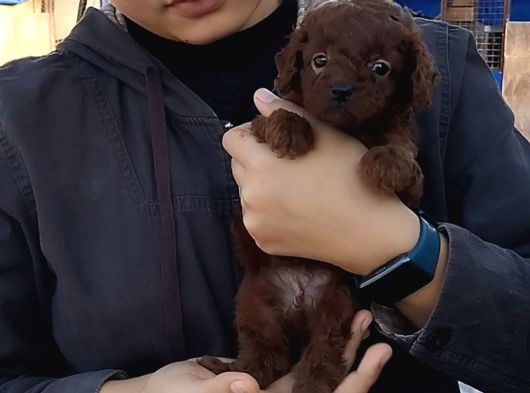 Red Kore Poodle Yavrularımız görsel