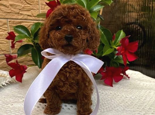Anti Alerjik Ender Irk Red Brown Toypoodle Yavrular