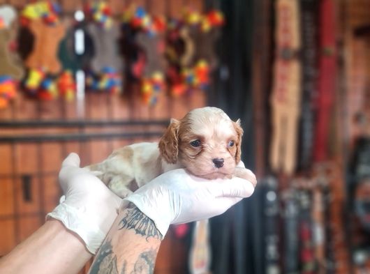 King Charles Cavalier Yavrularimiz görsel