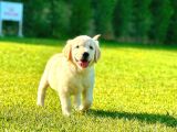 Oyun Arkaşı Arıyorsanız Bu Özel Golden lar Size Göre